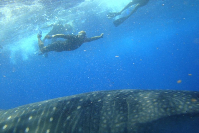 Snorkeling avec les requins baleines